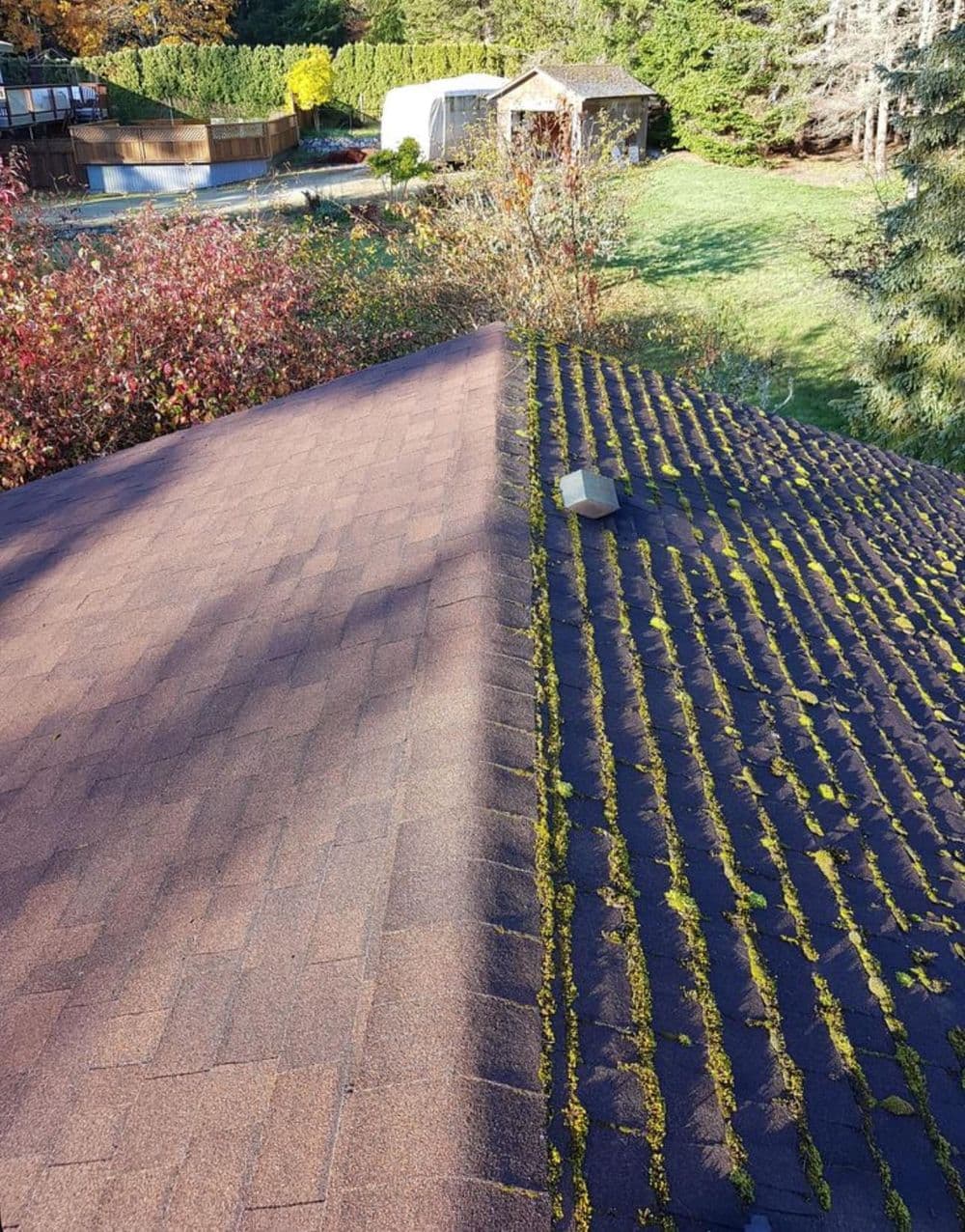 Roof maintenance comparison showing clean shingles on one side and mossy, neglected shingles on the other.